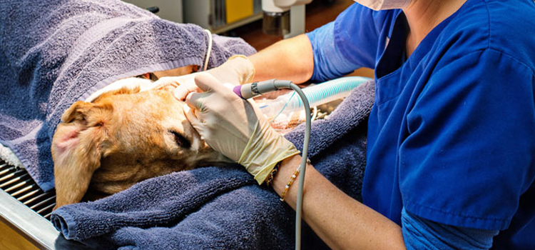 Blanchard animal hospital veterinary surgery