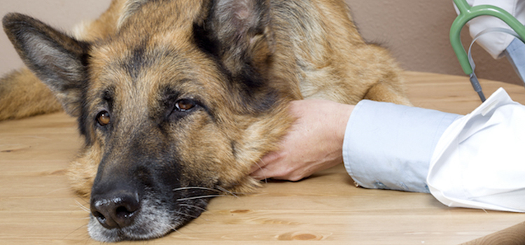 Dog Euthanasia Drugs procedure in Tahlequah