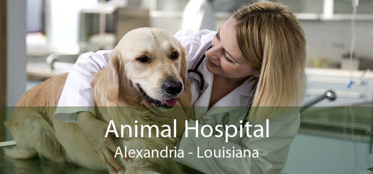 Animal Hospital Alexandria - Louisiana