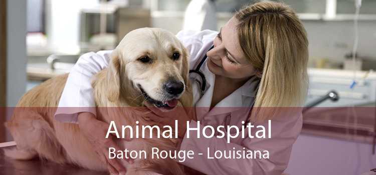 Animal Hospital Baton Rouge - Louisiana