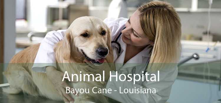 Animal Hospital Bayou Cane - Louisiana