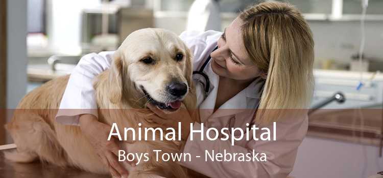 Animal Hospital Boys Town - Nebraska
