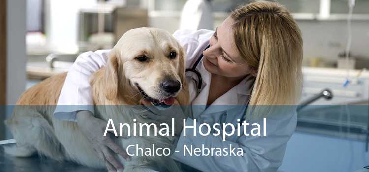 Animal Hospital Chalco - Nebraska