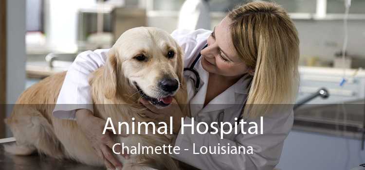 Animal Hospital Chalmette - Louisiana