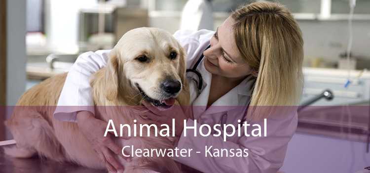 Animal Hospital Clearwater - Kansas