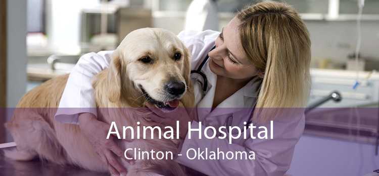 Animal Hospital Clinton - Oklahoma