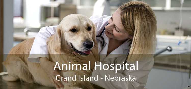 Animal Hospital Grand Island - Nebraska