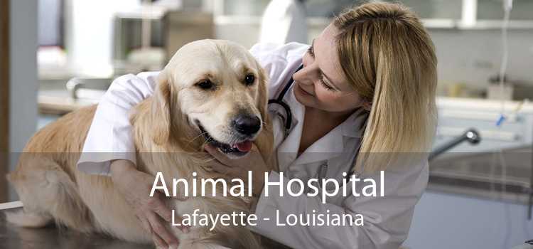 Animal Hospital Lafayette - Louisiana