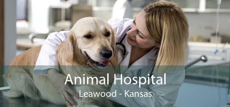 Animal Hospital Leawood - Kansas