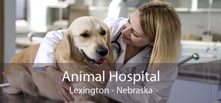 Animal Hospital Lexington - Nebraska