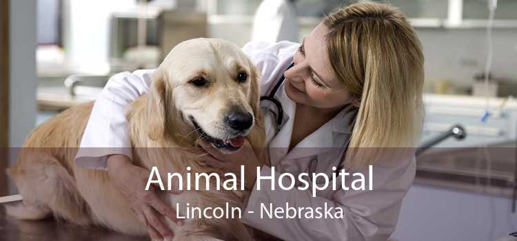 Animal Hospital Lincoln - Nebraska