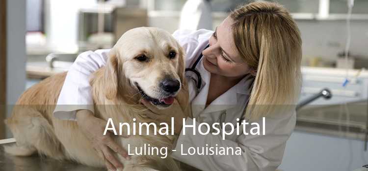 Animal Hospital Luling - Louisiana