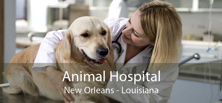 Animal Hospital New Orleans - Louisiana