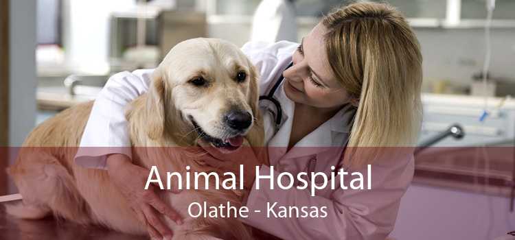 Animal Hospital Olathe - Kansas