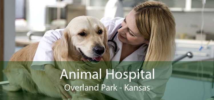 Animal Hospital Overland Park - Kansas