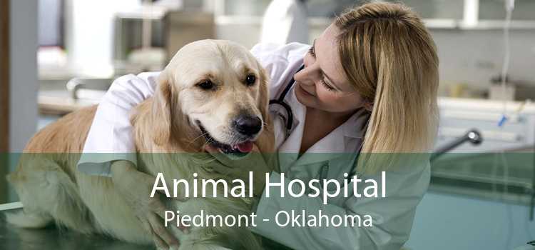 Animal Hospital Piedmont - Oklahoma