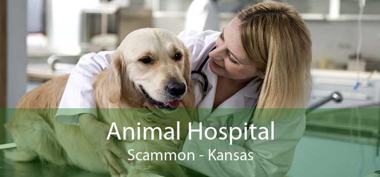 Animal Hospital Scammon - Kansas