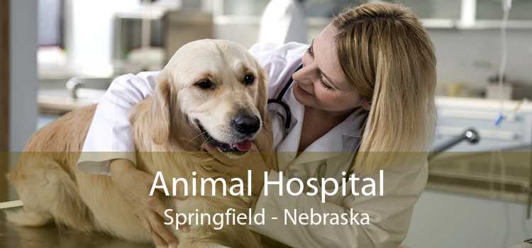 Animal Hospital Springfield - Nebraska
