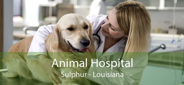 Animal Hospital Sulphur - Louisiana