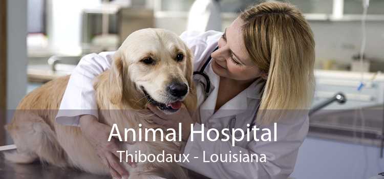 Animal Hospital Thibodaux - Louisiana
