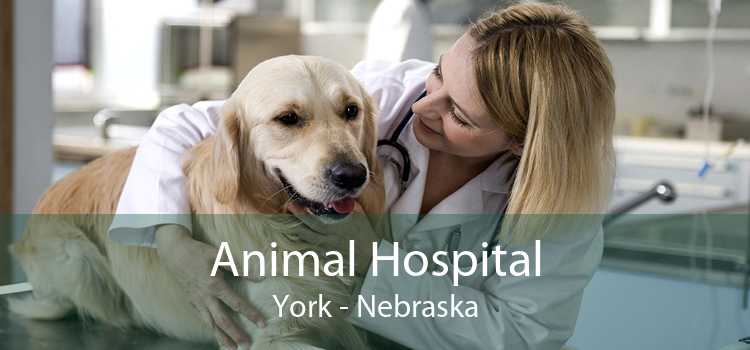 Animal Hospital York - Nebraska