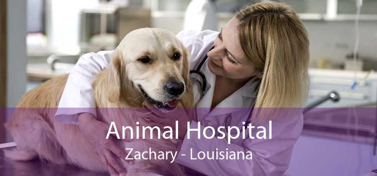 Animal Hospital Zachary - Louisiana