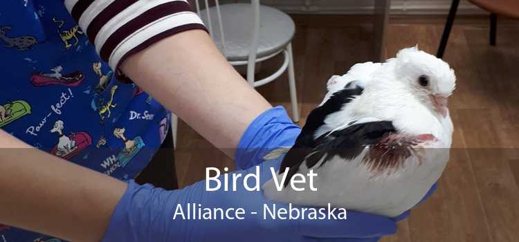 Bird Vet Alliance - Nebraska