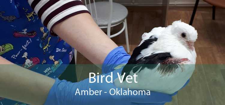 Bird Vet Amber - Oklahoma