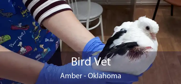 Bird Vet Amber - Oklahoma