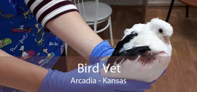Bird Vet Arcadia - Kansas