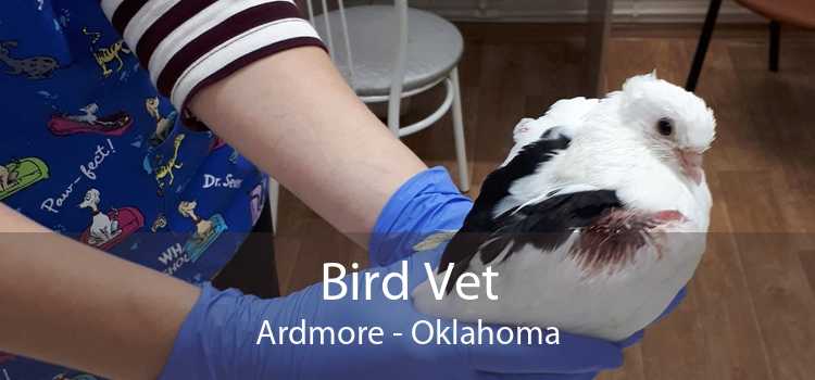 Bird Vet Ardmore - Oklahoma