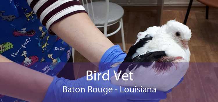 Bird Vet Baton Rouge - Louisiana