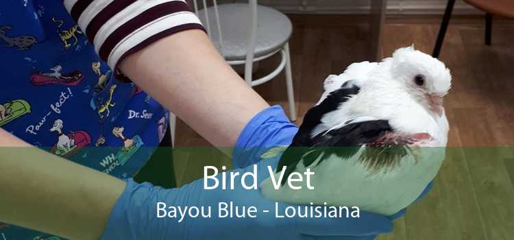 Bird Vet Bayou Blue - Louisiana
