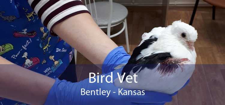 Bird Vet Bentley - Kansas