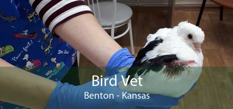 Bird Vet Benton - Kansas