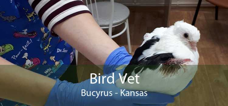 Bird Vet Bucyrus - Kansas