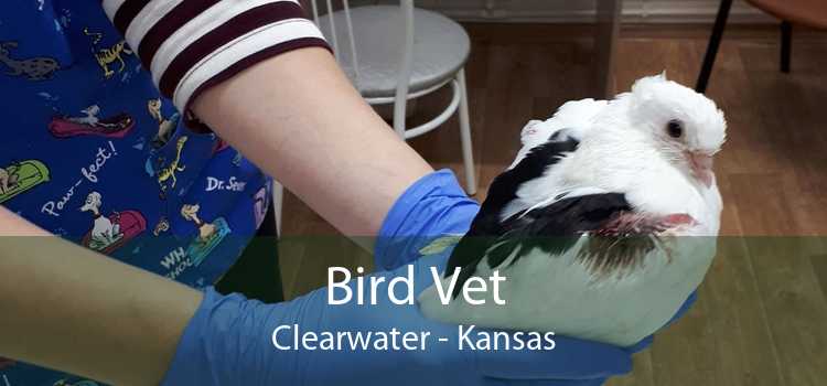 Bird Vet Clearwater - Kansas