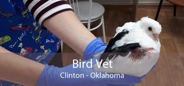 Bird Vet Clinton - Oklahoma