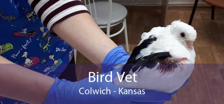 Bird Vet Colwich - Kansas