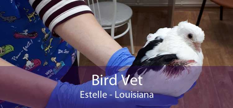 Bird Vet Estelle - Louisiana