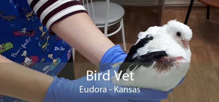 Bird Vet Eudora - Kansas
