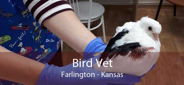 Bird Vet Farlington - Kansas