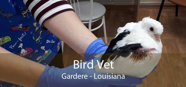 Bird Vet Gardere - Louisiana