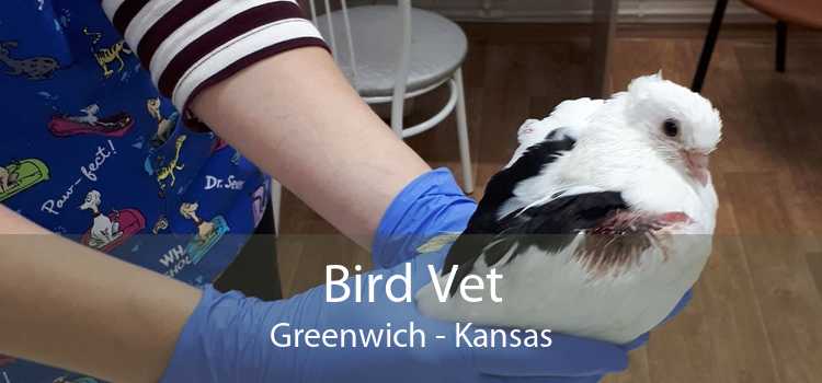 Bird Vet Greenwich - Kansas
