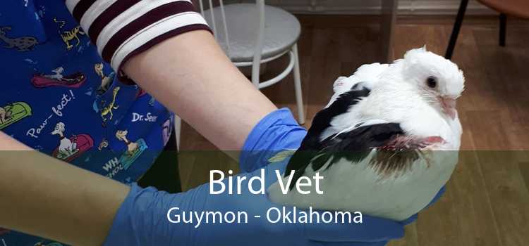 Bird Vet Guymon - Oklahoma