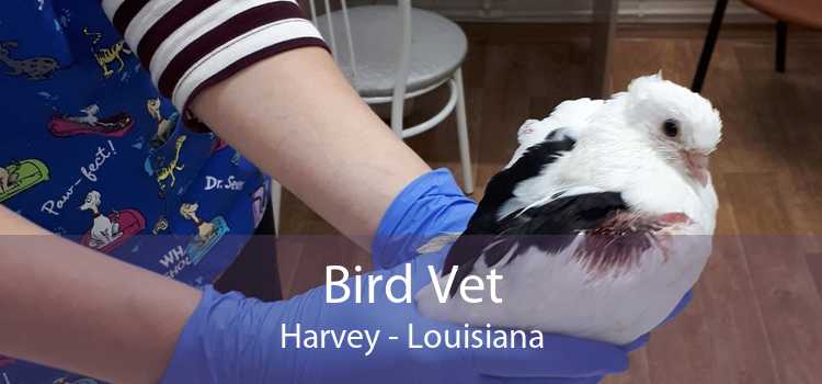 Bird Vet Harvey - Louisiana