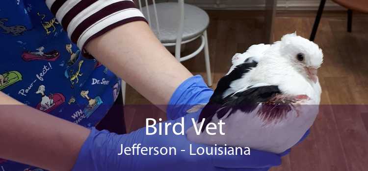 Bird Vet Jefferson - Louisiana