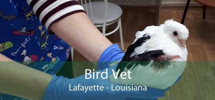 Bird Vet Lafayette - Emergency Exotic Avian Vet Near Me