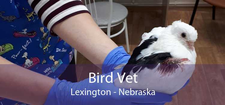 Bird Vet Lexington - Nebraska