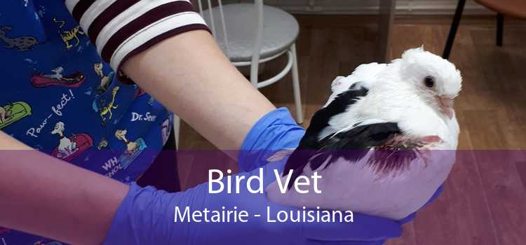 Bird Vet Metairie - Louisiana